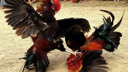 Hindari Kerugian di Sabung Ayam